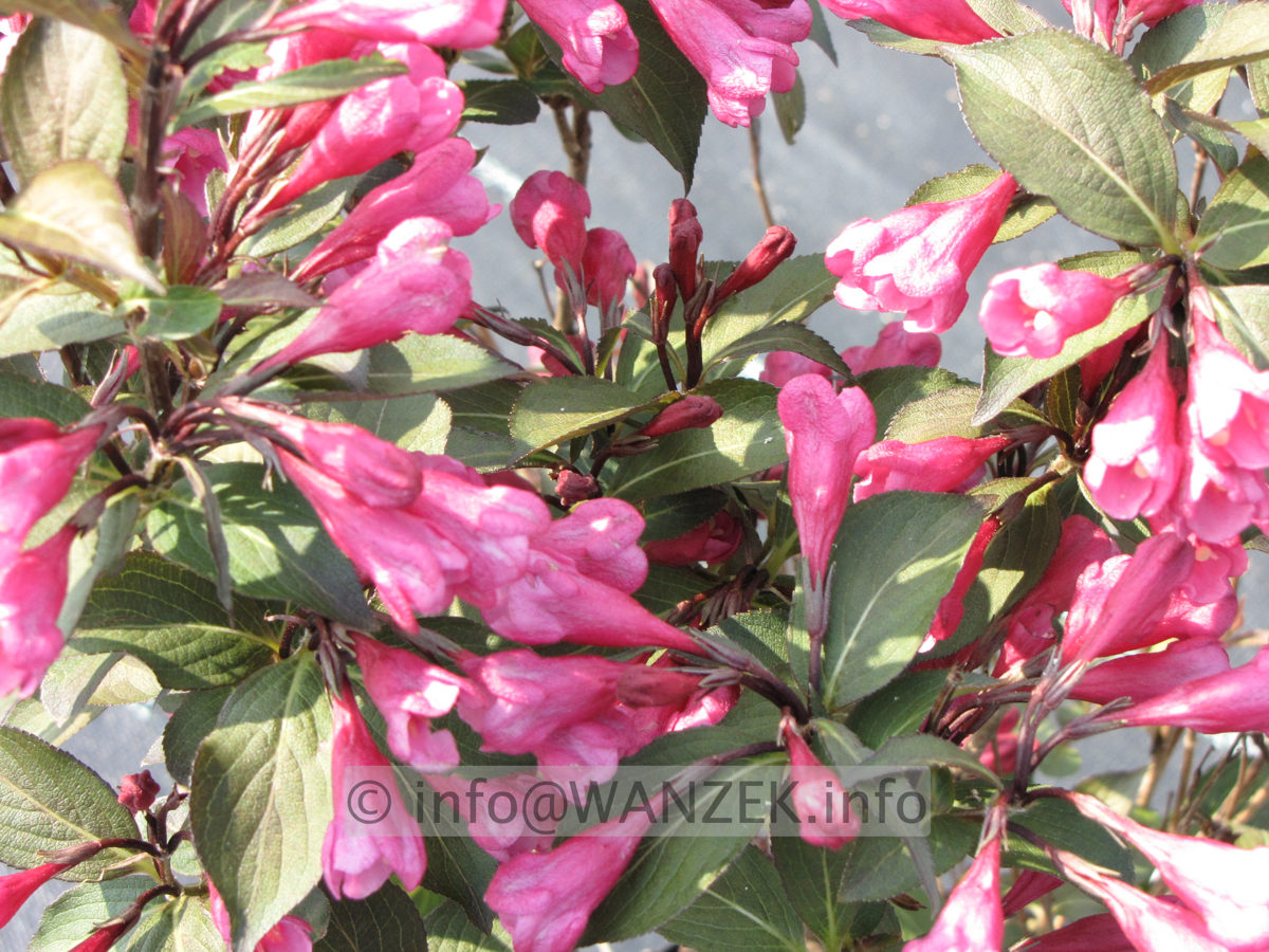 Weigela florida Alexandra 03.JPG